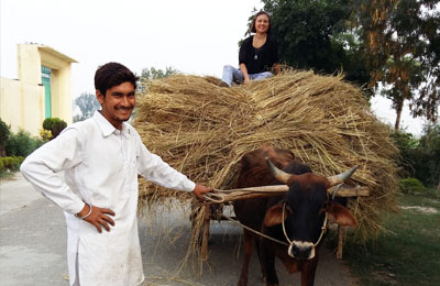 Bullock Car Ride