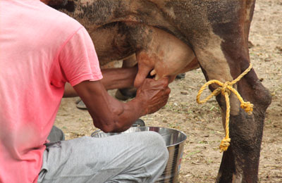 Dairy Farm