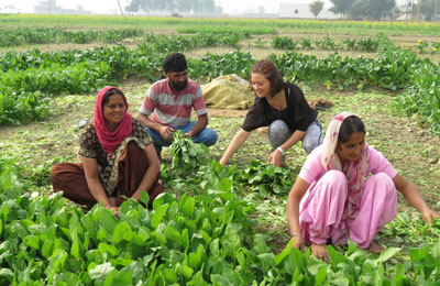 Vegetable Farm